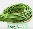 Indianbangladeshithai Seeds Yard Long Bean Lubi Uri Ramai Uri Borboti 15 Seeds