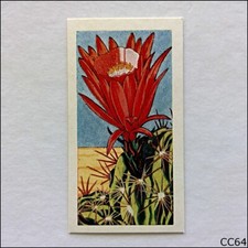 Lamberts Tea Card Cacti 1967 #2 Lobivia Pentlandii (CC64)