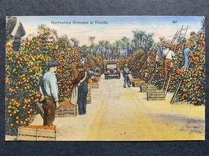 Raccolta arance in Florida uomini con scale cartolina vintage lino anni 40 - Foto 1 di 2