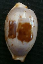 Bistolida   stolida  aureliae  23.8mm F+++, awesome spots sea shell,,Philippines