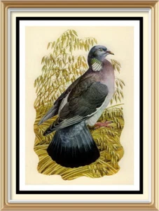 70+ yr Old 1947 Vintage TUNNICLIFFE Litho Wall Art Print Garden Bird Wood Pigeon - Picture 1 of 1