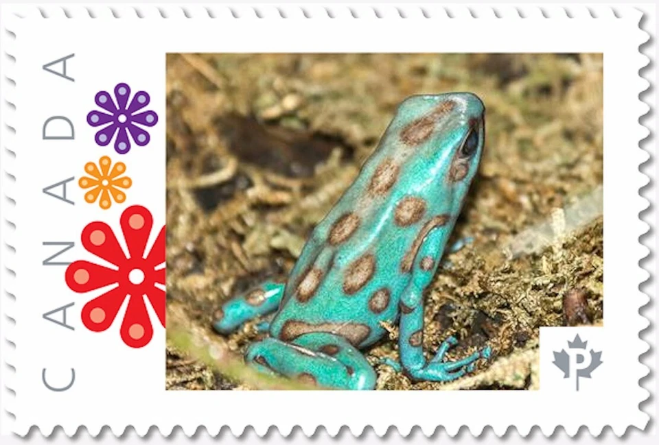 FROG 绿色和黑色毒药,背面 [4] 图片邮票加拿大 2017 p17-05fr4-4 — 第 1/1 张图片