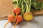 Golden Boldor Beet- 200+ Seeds UNTREATED NON-GMO Canadian Vegetable Seeds