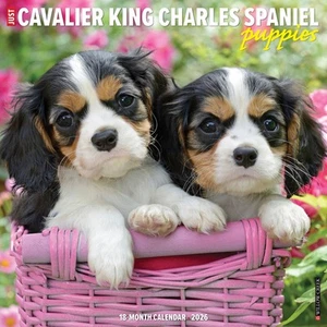 Cavalier King Charles Spaniel Puppies 2026 12 x 12 Wall Calendar (free shipping) - Picture 1 of 5