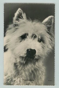 POSTCARD West Highland White Terrier dog. Dougal RPPC - Picture 1 of 2