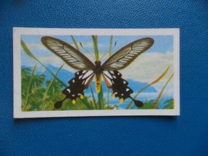 Great Britain Brooke Bond original 1964 teacard "Butterflies of the World" No.23