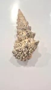 CERITHIUM NODULOSUS BARGAIN SHELL !! - Imagen 1 de 2