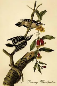 Downy Woodpecker John James Audubon Poster Print - Picture 1 of 1