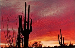 Sunsets on the Desert Petley Studios Photo By A R Tiedemann Postcard - Picture 1 of 2