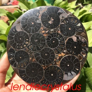 1pc Natural Ammonite Fossil Quartz Crystal 110MM disk shell plate conch+stand - Picture 1 of 12