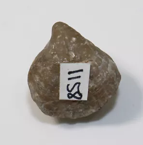 Brachiopod, Rhynchonella sp., Jura, Malm, Ulm, Germany -x531 - Picture 1 of 6