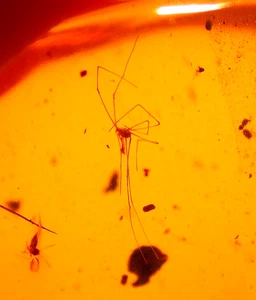 Beautiful Long Legged Mite Menagerie in Dominican Amber Fossil Gemstone - Picture 1 of 12