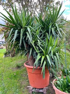 Yucca Elephantipes Riesen-Palmlilie ca. 200cm Pflanze für Wintergarten/ Galerie - Bild 1 von 8
