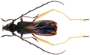 Insect - CERAMBYCIDAE Scalenus sp.1 (new??) - W.Kalimantan - 26mm...!! - Picture 1 of 1