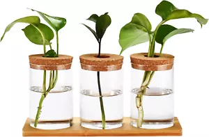 Desktop Plant Terrarium Vase with Lid, Set of 3 - Glass Vase Hydroponic Propagat - Picture 1 of 12