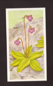 Carta da tè inglese Brooke Bond Common Butterwort 1990 - Foto 1 di 2