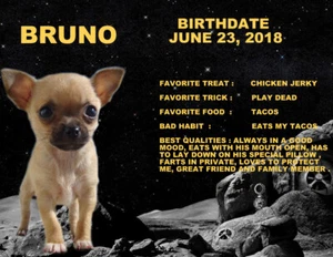 PÓSTER FOTO IMPRESO DE MIEMBRO DE LA FAMILIA DE RANA FELIZ DÍA B MASCOTA PERRO GATO GATO GATO CABALLO MASCOTA - Imagen 1 de 4
