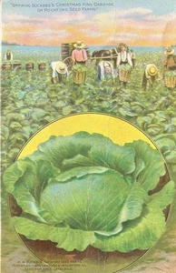Wachsender Buckbee's Weihnachtskohl - Vintage Bauernhof Postkarte - Bild 1 von 2