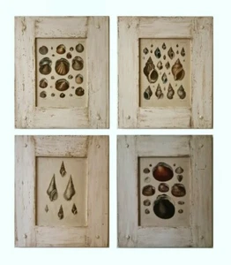Impresiones de conchas, fecha 1827, originales, conchas marinas, marco decorativo de madera a la deriva, raro - Imagen 1 de 3