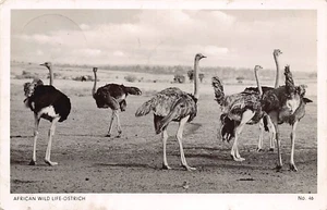 Kenya - African Wild-Life - Ostrich - Publ. Sapra Studio 46 - Picture 1 of 2