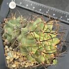Multi Heads Succulent Living Plant Copiapoa Hybird Wysiwyg Self Rooted