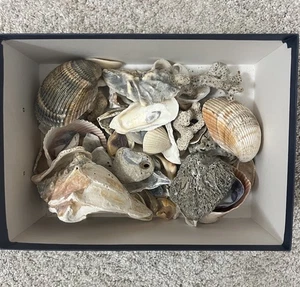 Große schöne Muscheln Muscheln gesammelt in North Carolina. So hübsch! - Bild 1 von 5