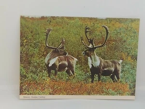 Vtg Alaska Joe postcard curteichcolor caribou 5ED-949 Unused - Picture 1 of 2