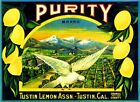 Boîte caisse de fruits citronniers Tustin California Purity colombe blanche pure étiquette impression d'art