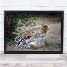 Leopard Leopards Loving Cat Cats Kenya Africa Desert Wall Art Print