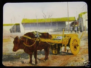 GLASS MAGIC LANTERN SLIDE AN OX CART C1920 POSSIBLY CHINA OR JAPAN - Picture 1 of 2