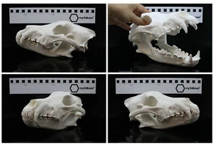 Schädel Replika Wolf (canis lupus) von 3D Scan - Bild 1 von 8