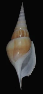 seashells tibia insulaechorab big - Bild 1 von 2
