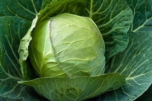 Cabbage Cabbice ( White Cabbage ) 6 X plug Plants Grow your Own uk grown - Picture 1 of 2