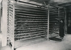 PHU THO c. 1935 - Phu Ho Fleurissage pour le Thé Tonkin - NV 6775 - Picture 1 of 2