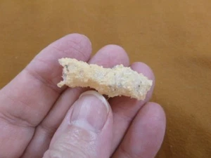 (R364-110) 1-1/8" Fulgurit Blitzschlag Strand Sand Glas Georgia Fulgurite - Bild 1 von 3