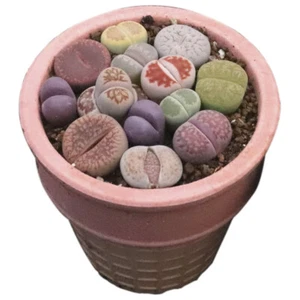 12PCS Succulent Plant Lithops N.E.Br(Mixed Colors)Aizoaceae Beautiful Plant - Picture 1 of 12