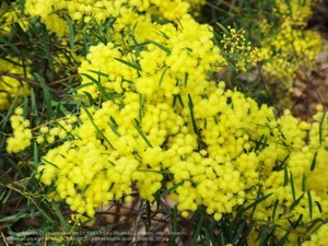 10 x NATIVE BRISBANE WATTLE SEEDS-CHOCOLATE FLAVOUR-BUSH TUCKER-GARDEN PLANT - Picture 1 of 4
