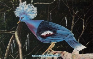 Miami Florida, Goura-Goura Pigeon South Sea Islands, Parrot Jungle, postal de colección - Imagen 1 de 2