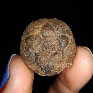 ¡¡INCREÍBLES AMONITAS!! CÁLIZ CRINOIDE, FÓSIL DE LIRIOS DE MAR EQUINODERMO DE TIMOR, 22 MM - Imagen 1 de 6