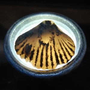 01, FÓSIL DE CAPARAZÓN DE MAR, BRACHIOPODA RHYNCHONELLA, DE TIMOR, INDONESIA, 14 MM - Imagen 1 de 8