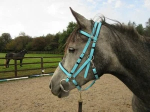 Perfeq Baby/Sky Blue, 2 Part, Padded Synthetic Bridle - Picture 1 of 2