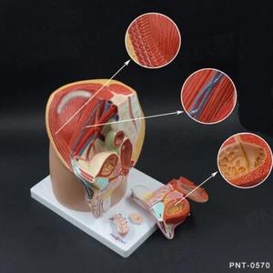 Sistema urogenital masculino 1:1 cavidad pélvica modelo 4 piezas modelo anatómico médico - Imagen 1 de 9