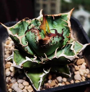 Rare Plant Agave titanota 星空 'Back Papillary' WYSIWYG “Lighting maintenance" - Picture 1 of 2