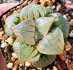 5CM Succulent Plant Haworthia. Mirabilis var. Badia Liliaceae Home Garden Plant - Picture 1 of 9