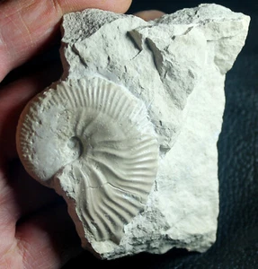 Taramelliceras frequens - Jurassic, Oxfordian ammonite - Picture 1 of 2