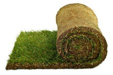 Cultivated Turf