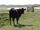 Photo 12x8 Cattle Containment Measures Scrane End To Prevent Cattle Enteri C2019