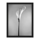 Flower Black And White Calla Lily Large Framed Art Print Wall Poster