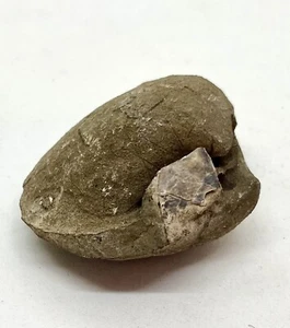 Petrified Clam Shell Jurassic Age 140-180M years ago. Found Coober Pedy Aus - Picture 1 of 4