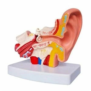 1:1,5 menschliches Ohr Modell Anatomie medizinisches Modell auf Sockel Lehrbedarf US LAGER - Bild 1 von 11